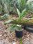 Picture of Cast Iron Plant (aspidistra)